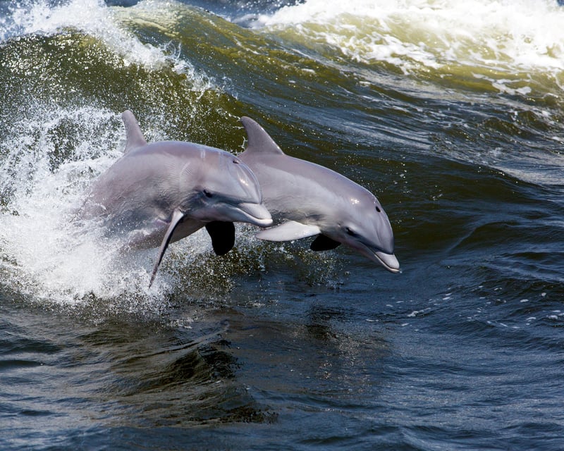 Dolphin Watching Boat Tour Near Cocoa Beach
