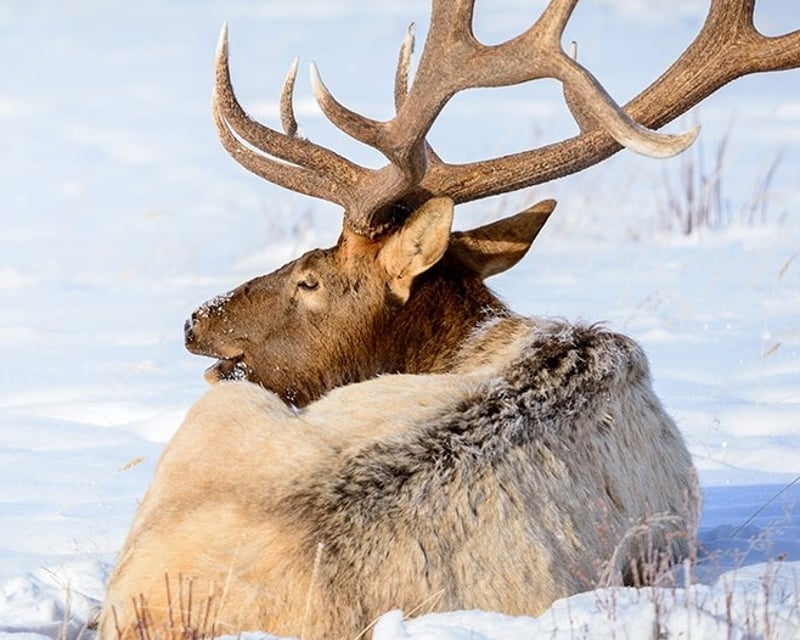 Private Full-Day Wildlife & Snowshoe Tour in Jackson Hole