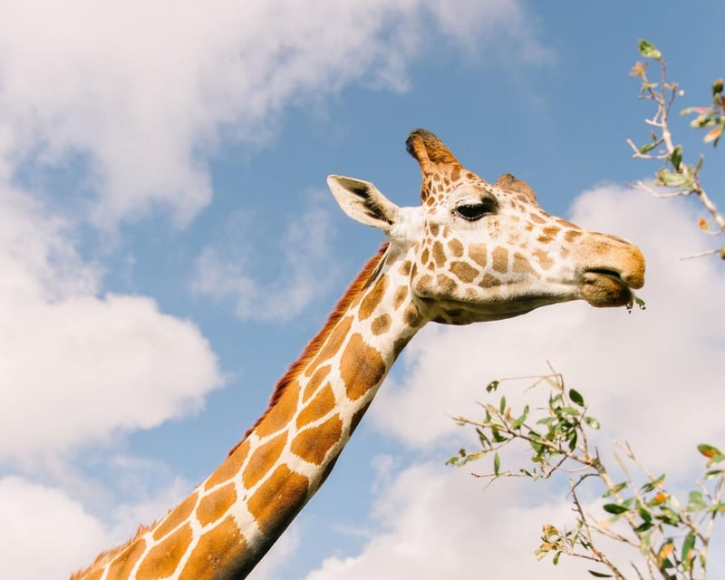 Wild Florida Drive-Thru Safari Park Admission Near Orlando