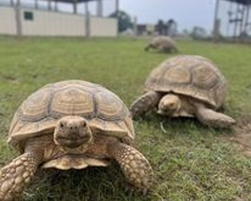 15-Minute Tortoise Encounter in Jefferson