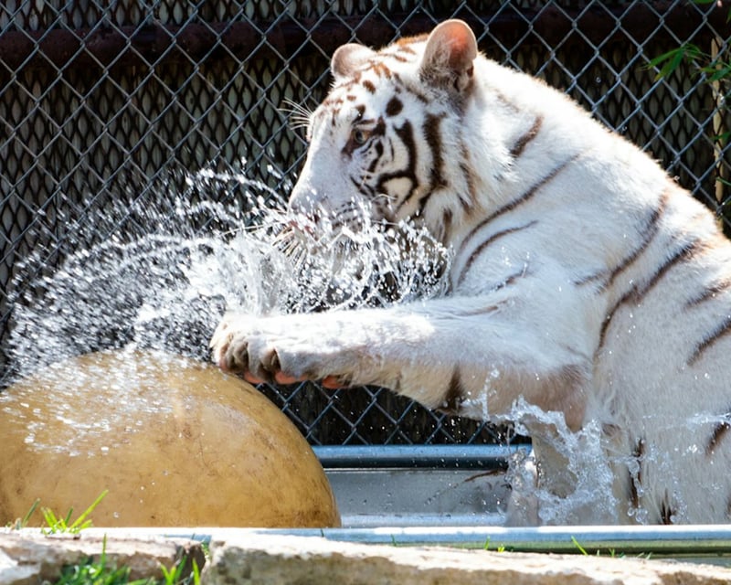 Austin Zoo Admission Ticket with Rescued Big Cats & Wolves