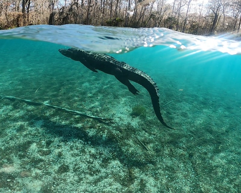 Private Rainbow River Clear Kayak & Paddleboard Tour