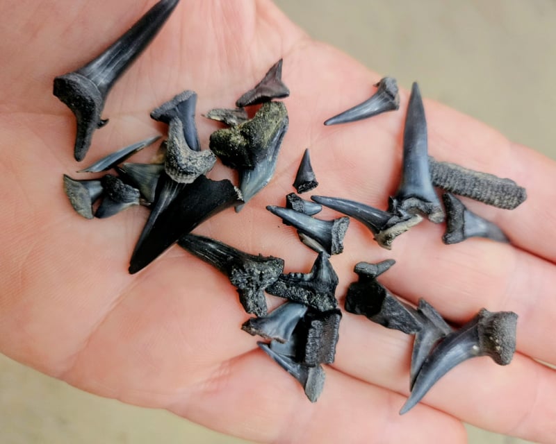 Private Shark Tooth & Fossil Hunt Boat Tour in Charleston