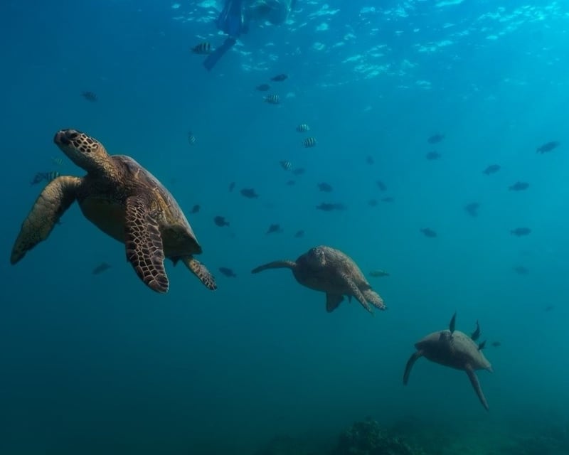 Private Snorkel Boat Charter to Turtle Canyon in Honolulu