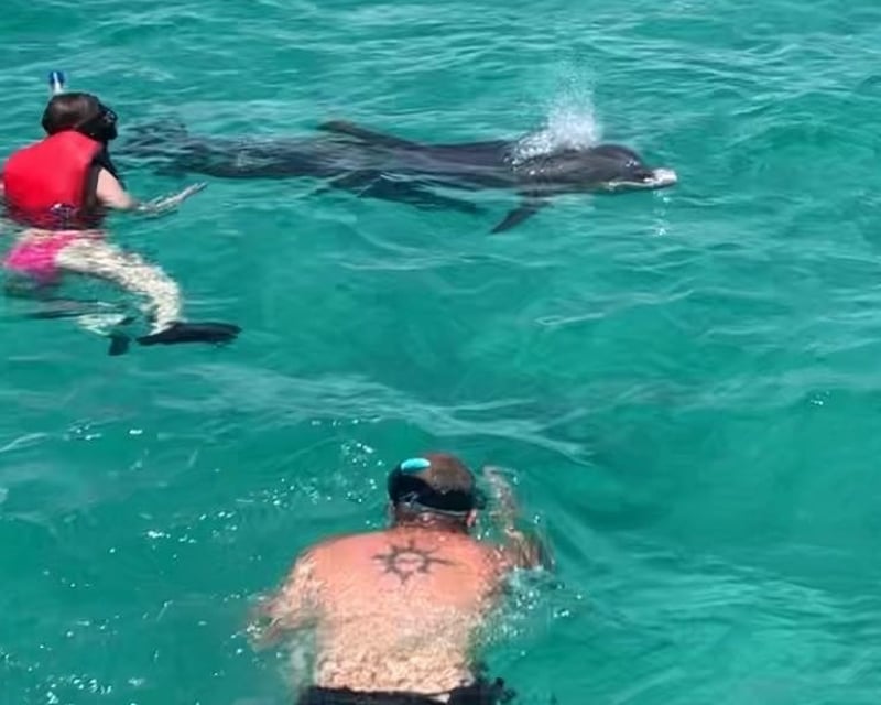 Private Dolphin & Snorkel Tour to Shell Island