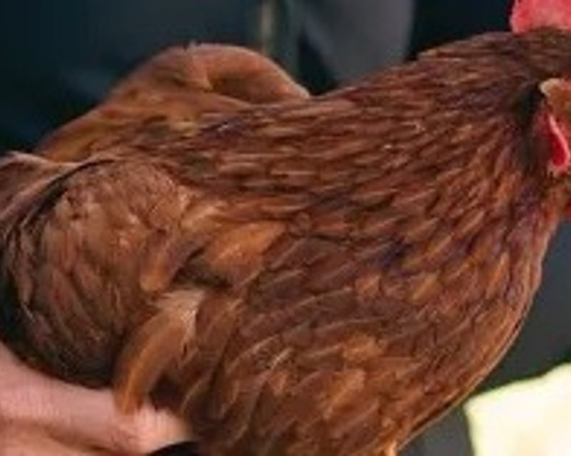 Pet Ducks & Chickens Farm Tour in New Market
