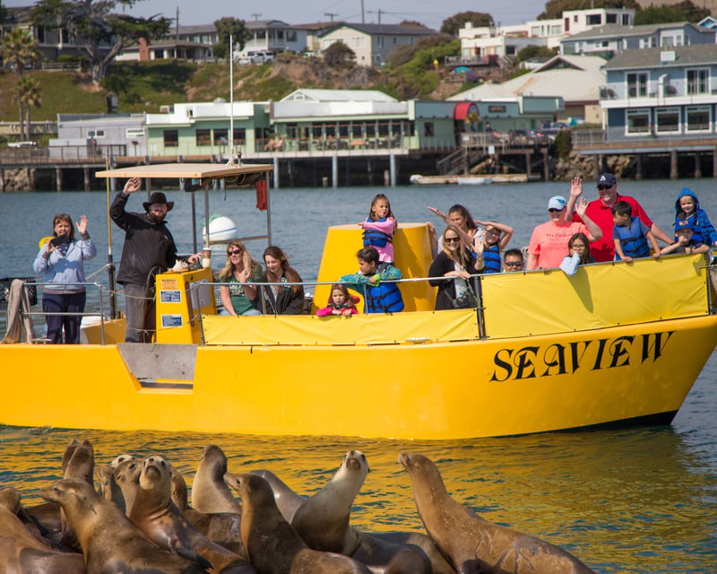 Morro Bay Glass Bottom Boat Tour & Wildlife