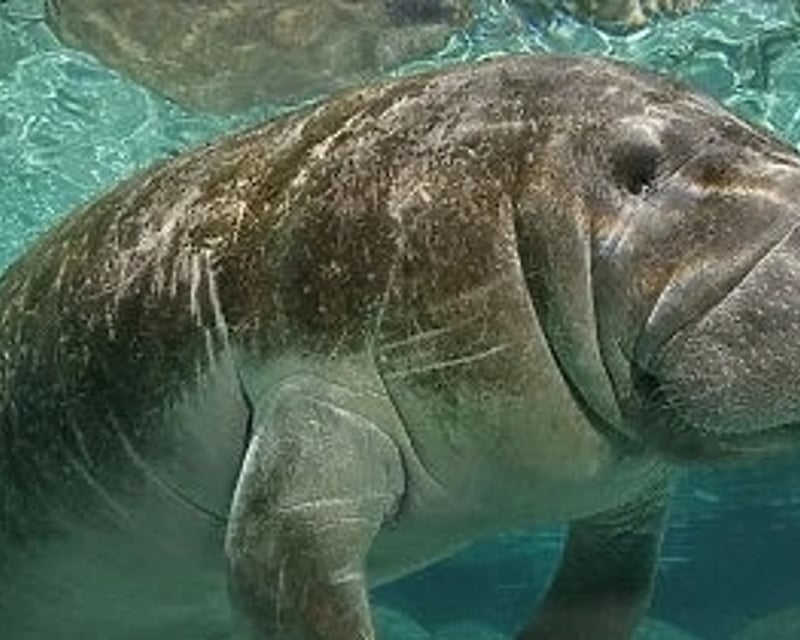 Homosassa River Wildlife Tiki Boat Cruise