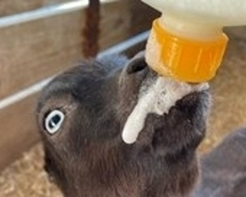 Baby Goat Yoga & Farm Tour in Loxahatchee Groves