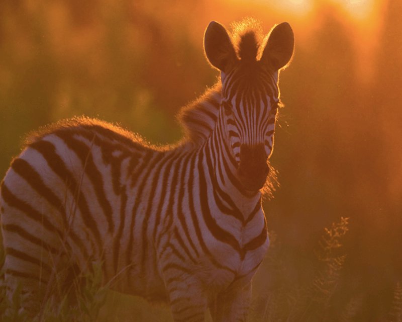 Sunset Safari Tour in Lakeland