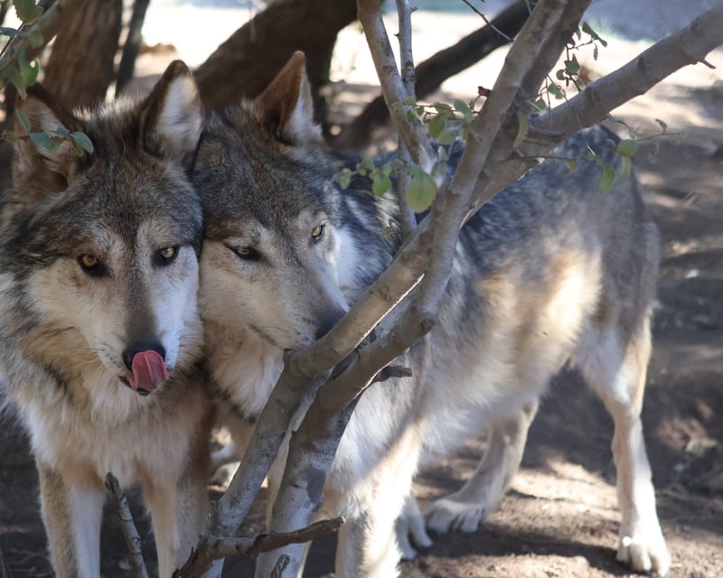 Private Wolf Conservation Tour at California Wolf Center