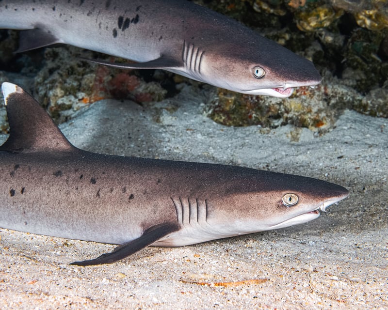 Reef Shark Snorkel Tour in Maui
