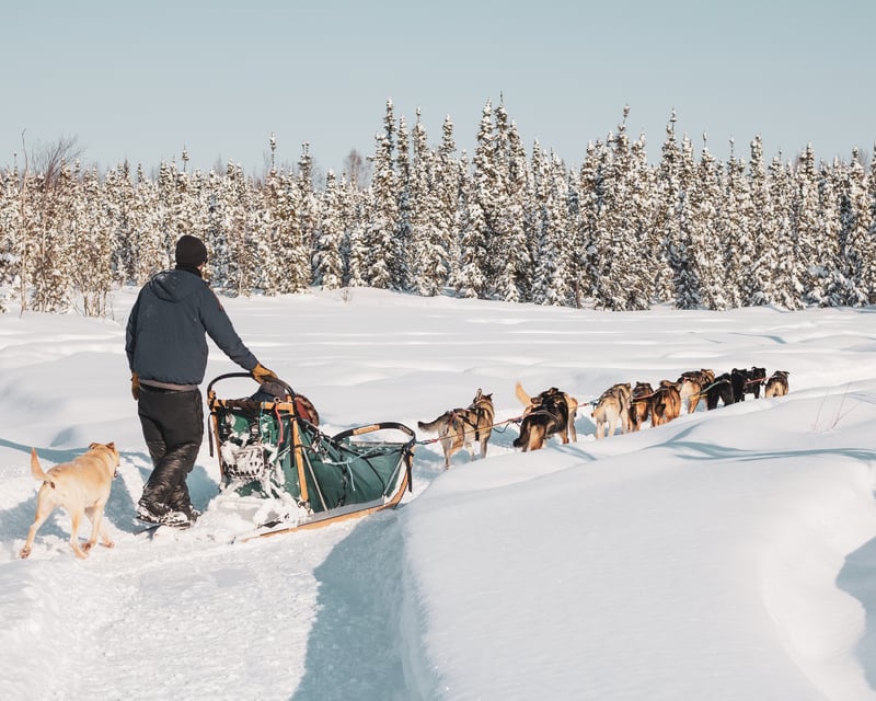 Dog Sledding Tour on Fairbanks' Yukon Quest Trail