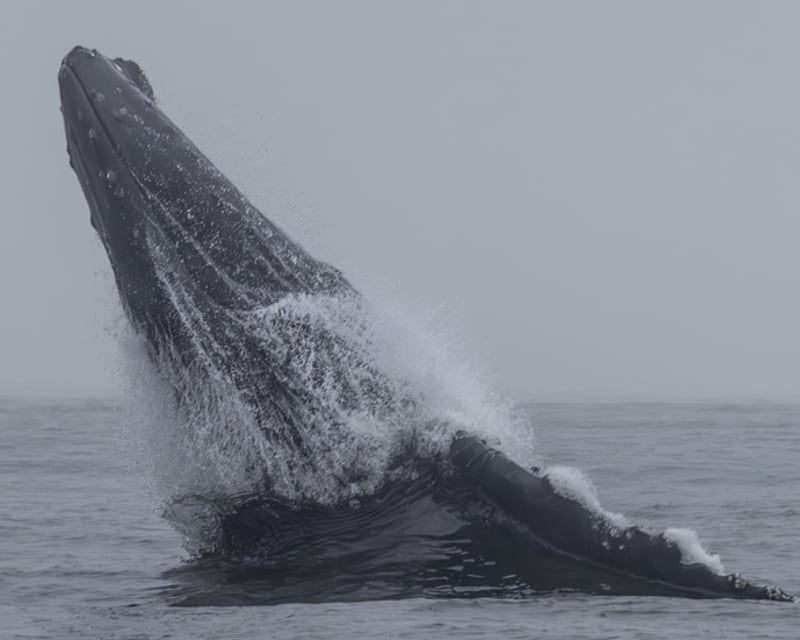Monterey Sunset Whale Watching Cruise