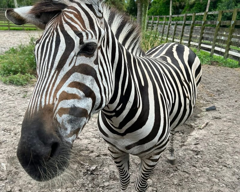 Naples Guided Animal Preserve Tour