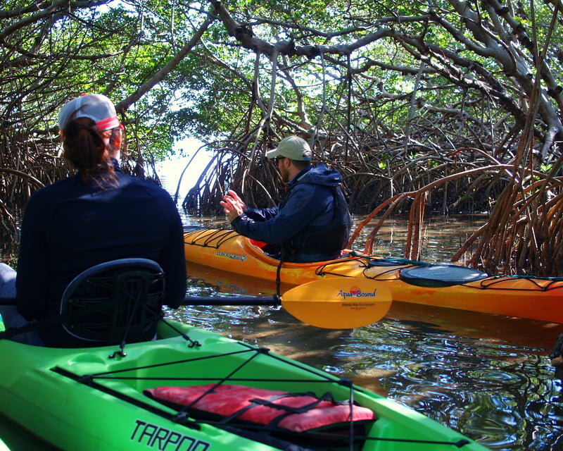 Private Mangrove Tunnels Kayak Tour on Lido Key
