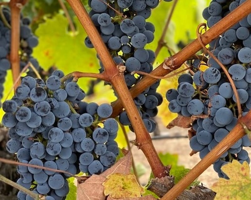 Chauffeured Napa & Sonoma Wine Tour in Your Own Car