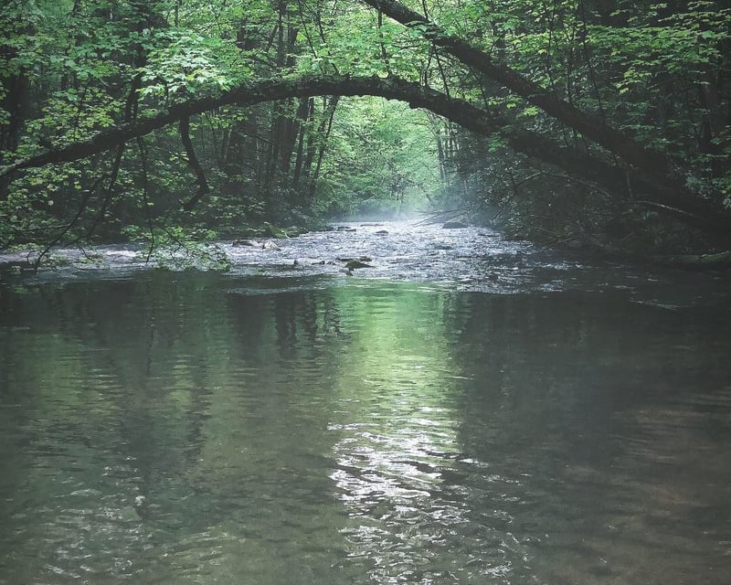Small Stream Wild Trout Fly Fishing Near Johnson City