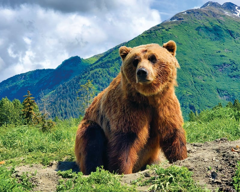 Wildlife & Glacier Guided Tour in Anchorage