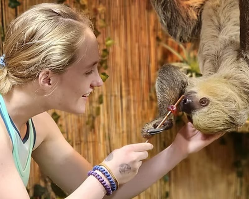 Two-Toed Sloth Encounter at North Florida Wildlife Center