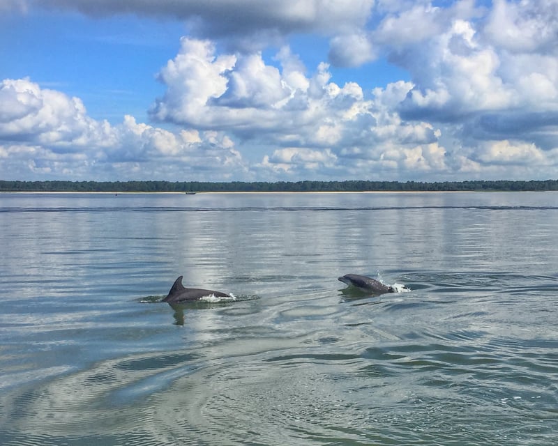 90-Minute Dolphin Cruise in Hilton Head Island