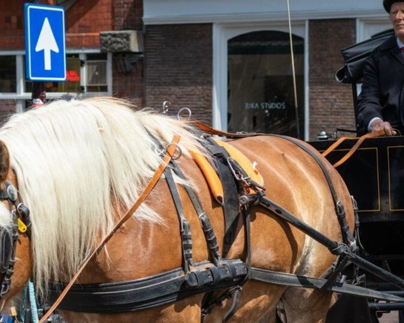 Private Central Park & 5th Avenue Horse Carriage Ride