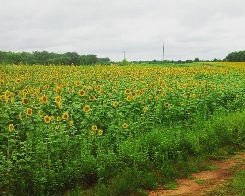 1.5-Hour Train Ride in Winnsboro