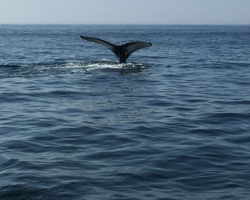 Private Stellwagen Bank Whale Watch in Provincetown