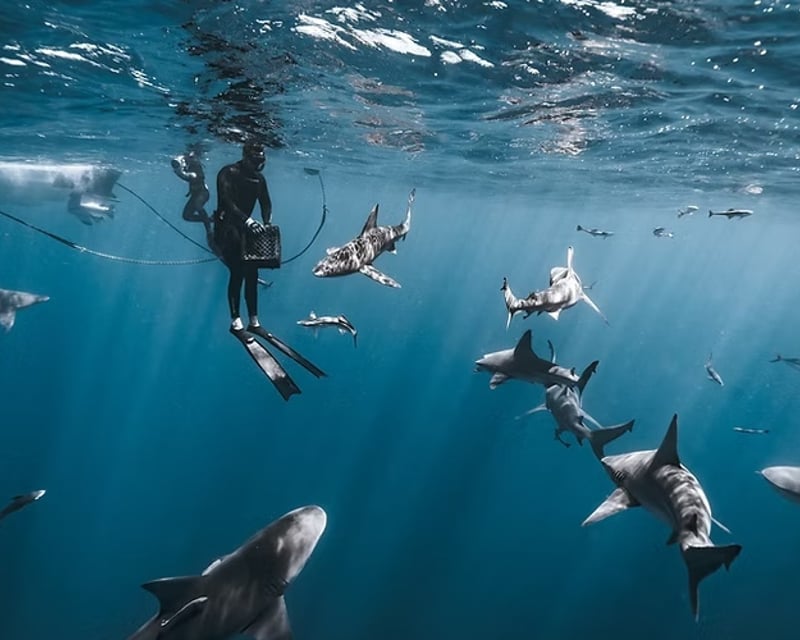 3-Hour Shark Snorkeling Tour in Delray Beach
