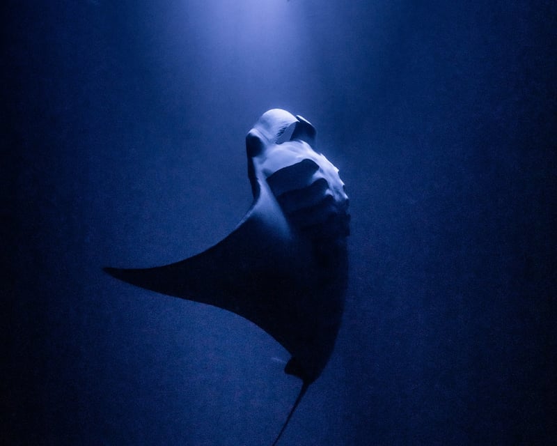 Manta Ray Night Snorkel & Dive Charter in Kailua Kona