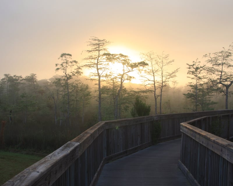 Everglades Full-Day Guided Safari From Miami