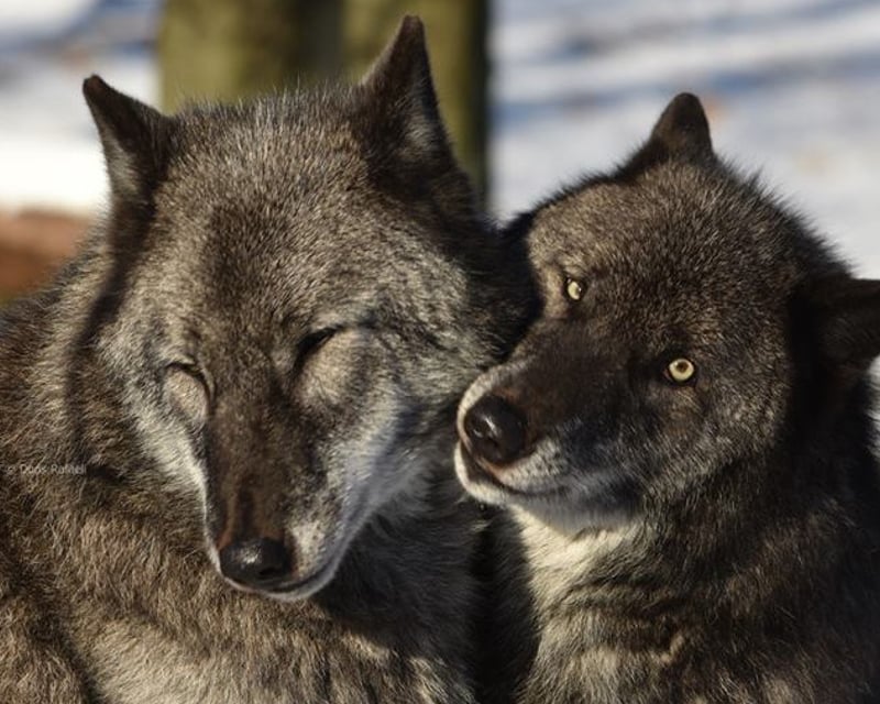 75-Minute Guided Wolf Tour in Columbia