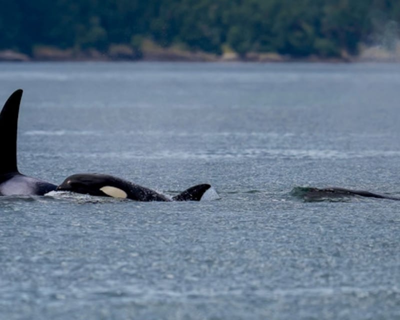 4-Hour Whale Watching Cruise in Port Townsend