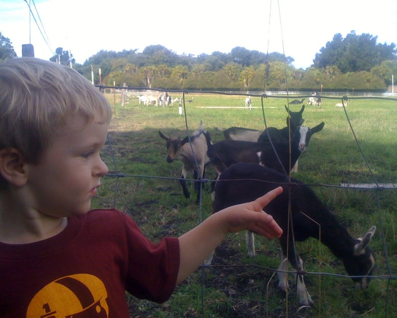 Pescadero Goat Farm Visit
