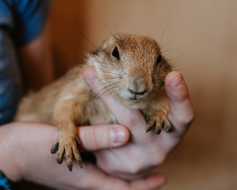 Prairie Dog Encounter in Sweetwater