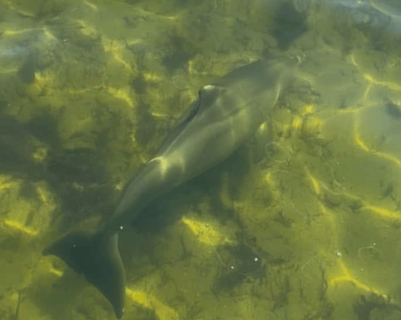 Private 28' Catamaran Day Cruise in Hernando Beach
