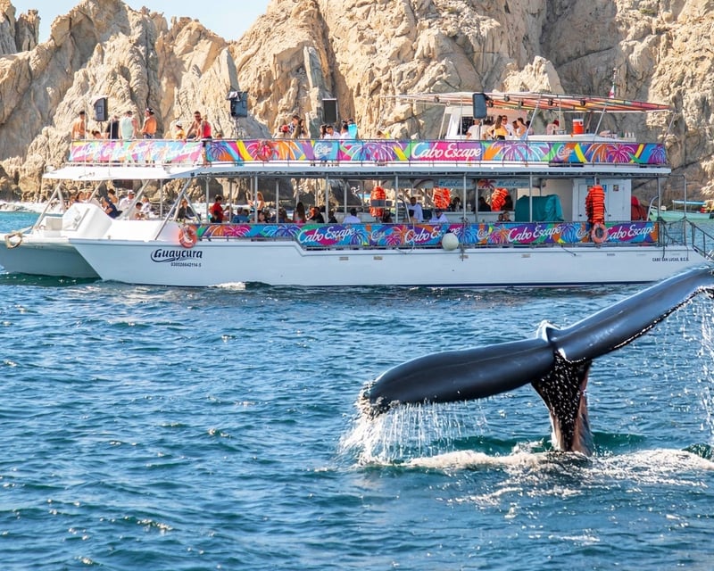 Breakfast Whale Watching Cruise in Cabo San Lucas