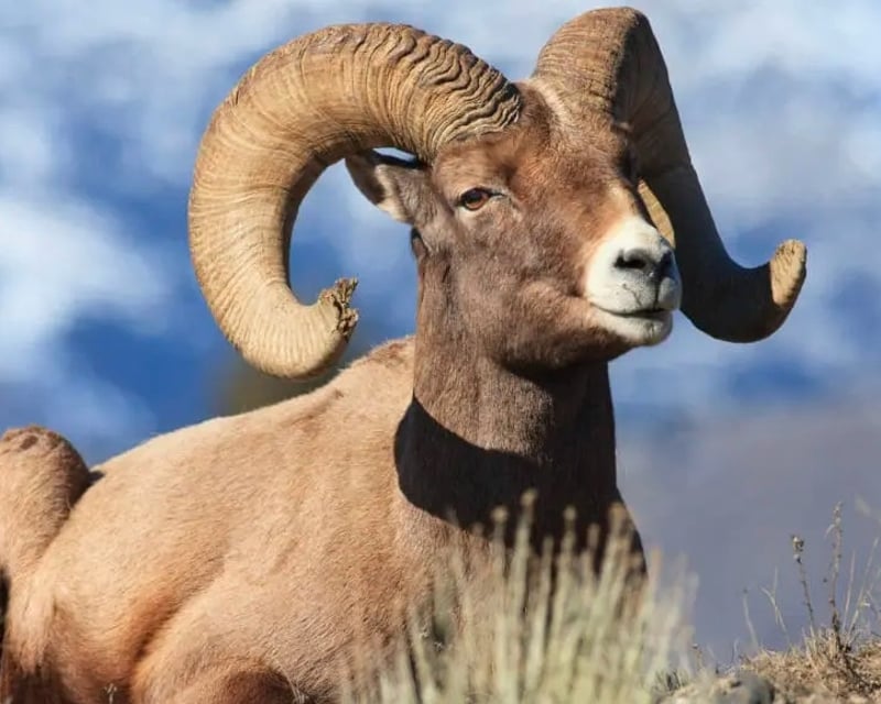Private Wildlife Safari in Yellowstone National Park