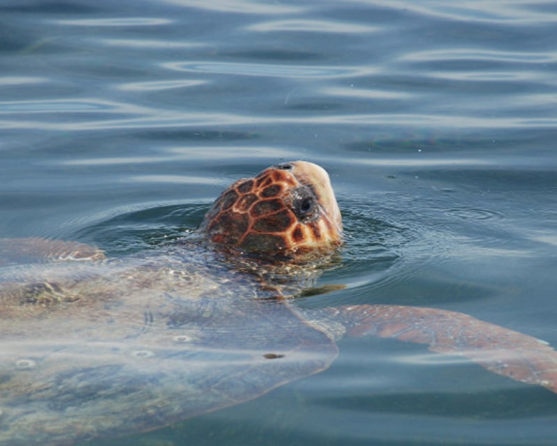 4-Hour Shelling & Sightseeing Charter in Marco Island