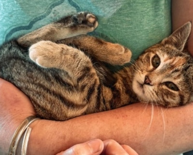 Private Kitten Cuddle Session in Dresher, PA