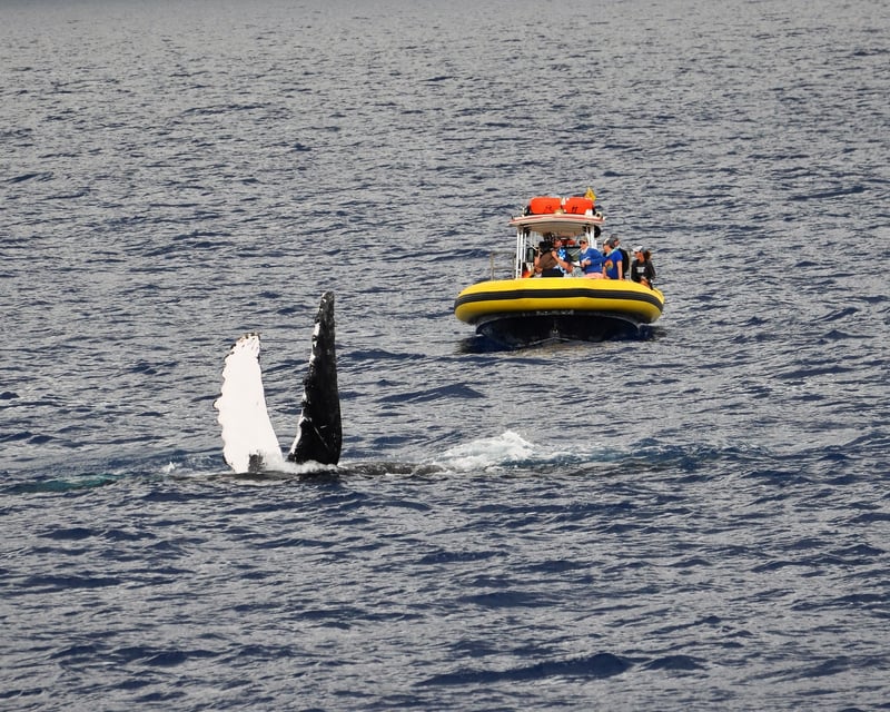 Maui 1.5-Hour Whale Watching Tour