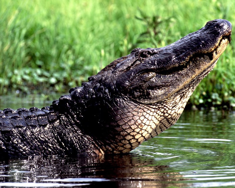 Guided Nature & Wildlife Wetland Tour Near New Orleans