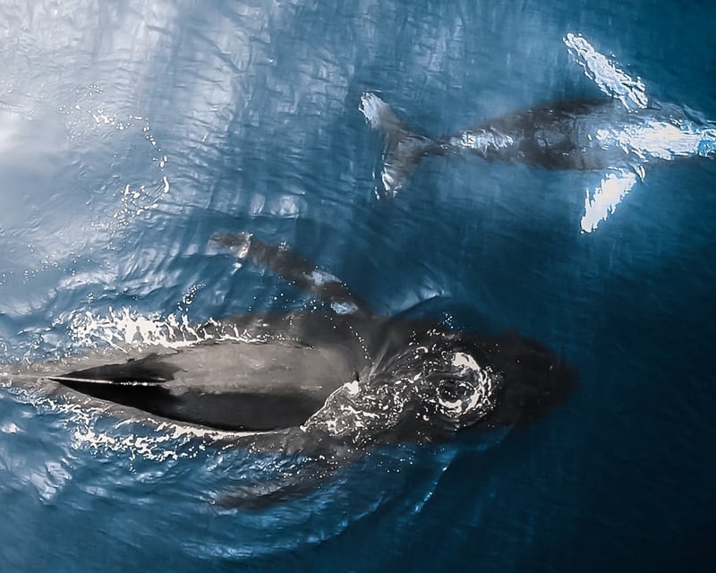 Private Whale Watching Charter in Haleiwa with Biologist