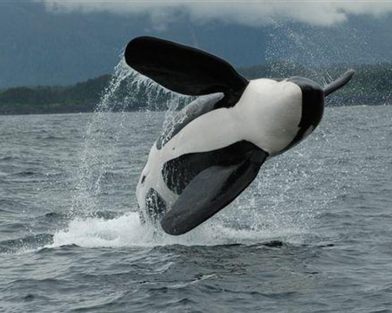 Private Whale Watching Charter in Juneau