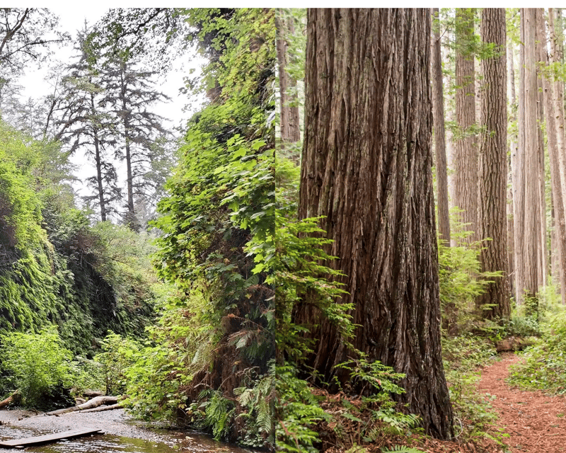 Full-Day Redwood & Fern Canyon Hike in Redwood National Park