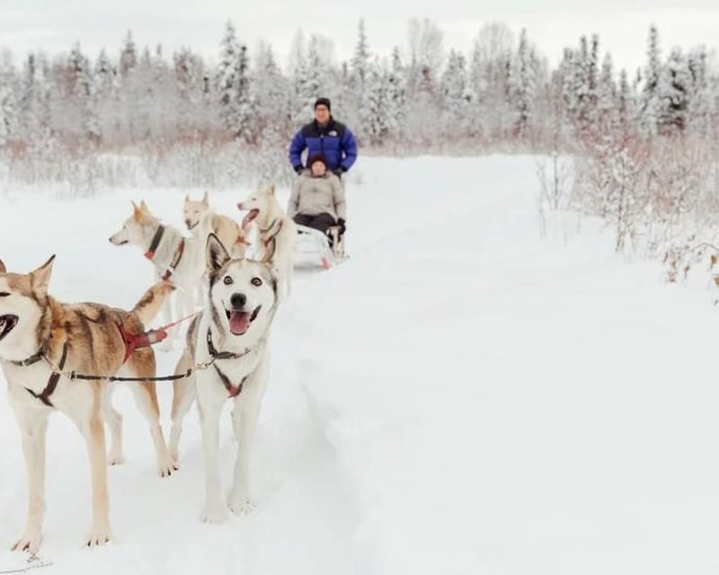 Self-Drive Dog Sledding & Kennel Tour in Talkeetna