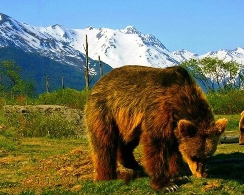 Portage Valley Glacier & Wildlife Day Tour from Anchorage