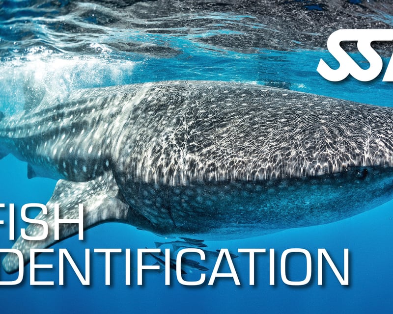 Fish Identification Certification Course in Ramrod Key