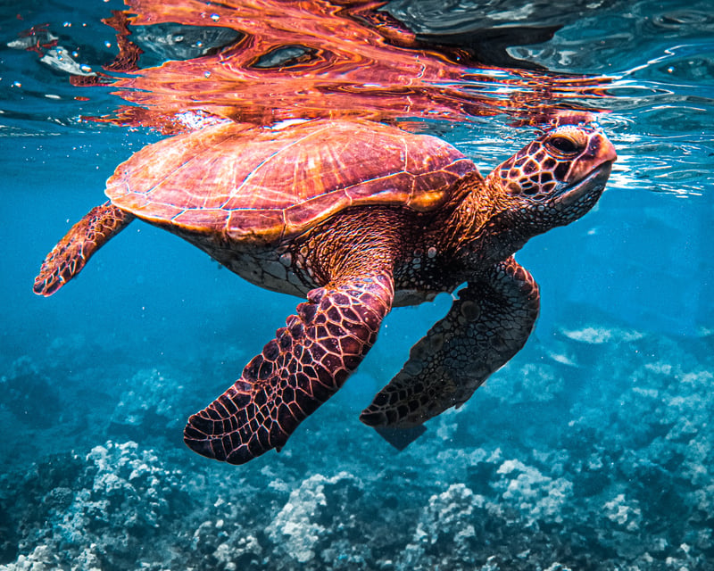 Afternoon Snorkel Cruise in West Maui