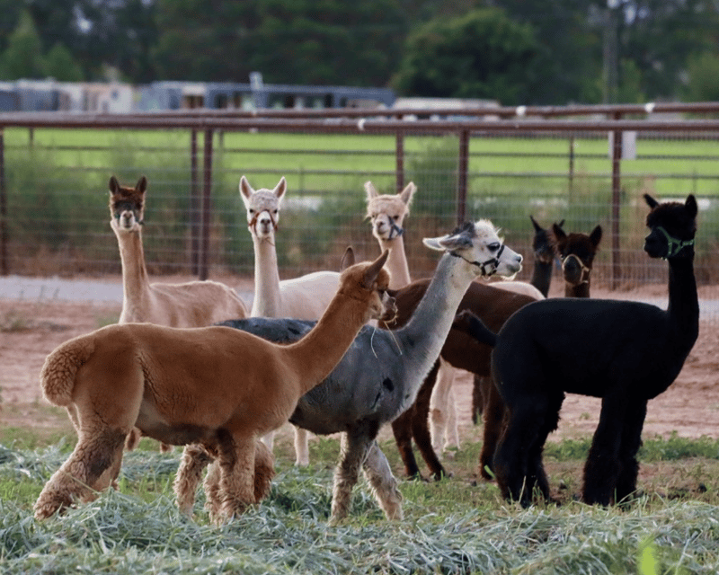 Guided Farm Animal Tour in Hurricane, UT